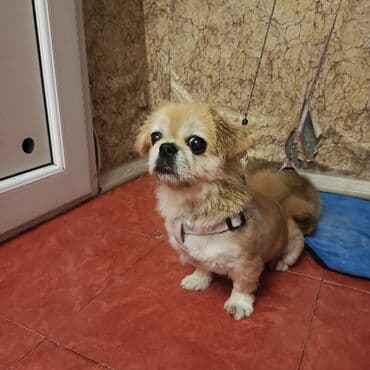 Pekines, 1 il, Dişi, Ünvandan götürmə lalafo.az -da Pekines, 1 il, Dişi, Ünvandan götürmə