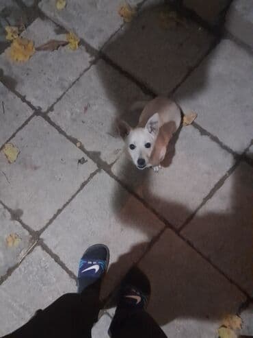 Saf qan zvanokdu bütün peyvəndləri vurulub tam sağlamdi həyəti əla lalafo.az -da Saf qan zvanokdu bütün peyvəndləri vurulub tam sağlamdi həyəti əla