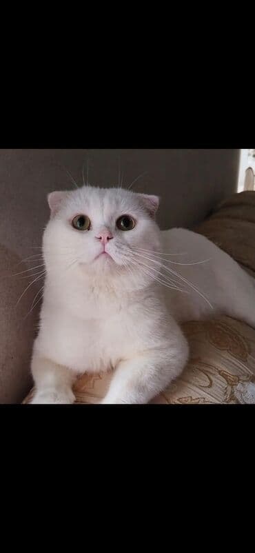 Şotland, Erkək, Cütləşmə üçün, Ünvandan götürmə lalafo.az -da Şotland, Erkək, Cütləşmə üçün, Ünvandan götürmə