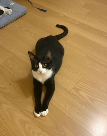 Dişi lalafo.az -da Dişi