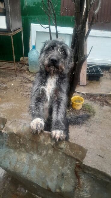 2 ay, Erkek lalafo.az -da 2 ay, Erkek