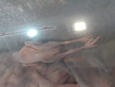 Məhsul: Donmuş bütöv toyuq karkasları (KEND TOYUQU) (Real Aliciya lalafo.az -da Məhsul: Donmuş bütöv toyuq karkasları (KEND TOYUQU) (Real Aliciya