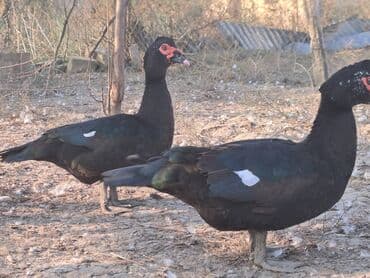 Варенье: Lal ördəklər satılır qiymət saya və cinsinə görə dəyişir at lalafo.az — 18 Варенье: Lal ördəklər satılır qiymət saya və cinsinə görə dəyişir — 18