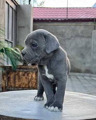 Kane-Korso, 1 ay, Dişi lalafo.az -da Kane-Korso, 1 ay, Dişi