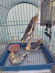 Satilir 3 bir yerde 70 az lalafo.az -da Satilir 3 bir yerde 70 az