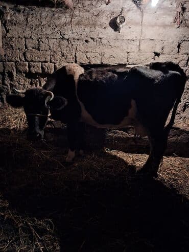 Satlıq heyvan – inək və buzov - 4 ci qarın doğub 4 aylıq yanda dişi lalafo.az -da Satlıq heyvan – inək və buzov - 4 ci qarın doğub 4 aylıq yanda dişi