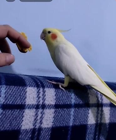 Nimfa (cockatiel) tutuquşu - Rəng: açıq sarı–ağ bədən, yanaqlarda lalafo.az -da Nimfa (cockatiel) tutuquşu - Rəng: açıq sarı–ağ bədən, yanaqlarda