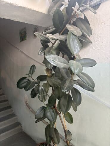 Satılır2 ədəd Fikus bitkisi, birinin uzunluğu 2 metr, o biri 2 lalafo.az -da Satılır2 ədəd Fikus bitkisi, birinin uzunluğu 2 metr, o biri 2