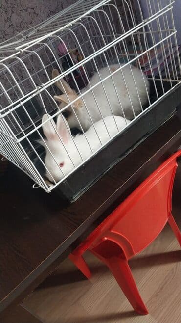 Ev dovşanı qəfəsi ilə birlikdə - Qəfəs: Metal barlı, ağ rəngli üst lalafo.az -da Ev dovşanı qəfəsi ilə birlikdə - Qəfəs: Metal barlı, ağ rəngli üst