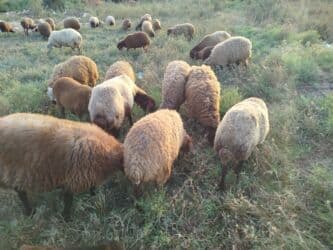 Erkək, Qala, il: 1, 50 kq, Damazlıq, Ünvandan götürmə lalafo.az -da Erkək, Qala, il: 1, 50 kq, Damazlıq, Ünvandan götürmə