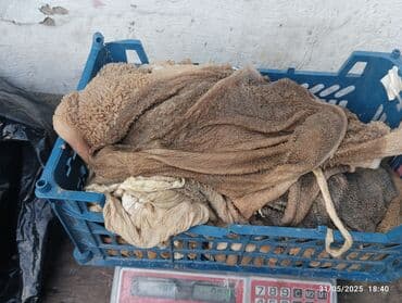 Сёдла: Itlər üçün siveji quzu qarnı tər təmiz kilosu 1 az kim isdese öncədən at lalafo.az — 3 Сёдла: Itlər üçün siveji quzu qarnı tər təmiz kilosu 1 az kim isdese öncədən — 3