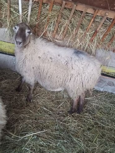 Dişi, il: 5, Damazlıq, Ünvandan götürmə lalafo.az -da Dişi, il: 5, Damazlıq, Ünvandan götürmə