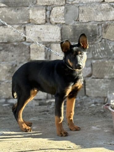 Alman çoban iti, 5 ay, Erkek, Peyvəndli, Ünvandan götürmə, Ödənişli çatdırılma, Rayonlara çatdırılma lalafo.az -da Alman çoban iti, 5 ay, Erkek, Peyvəndli, Ünvandan götürmə, Ödənişli çatdırılma, Rayonlara çatdırılma