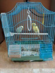 Dalmatian dalğalı papağanlar və qəfəs dəsti Məhsulun tərkibi: - 2 lalafo.az -da Dalmatian dalğalı papağanlar və qəfəs dəsti Məhsulun tərkibi: - 2