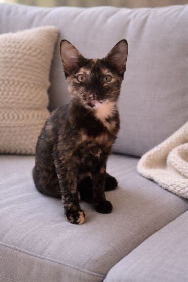 Dişi 5 aylıq pişik balası yiyələndirilir. Oynağan pişikdir. Qum lalafo.az -da Dişi 5 aylıq pişik balası yiyələndirilir. Oynağan pişikdir. Qum