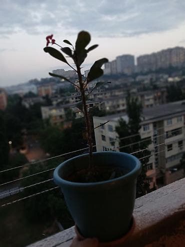 • Bitki: Sukkulent tipli Euphorbia milii (Tikanlı Tac) • Qabı lalafo.az -da • Bitki: Sukkulent tipli Euphorbia milii (Tikanlı Tac) • Qabı