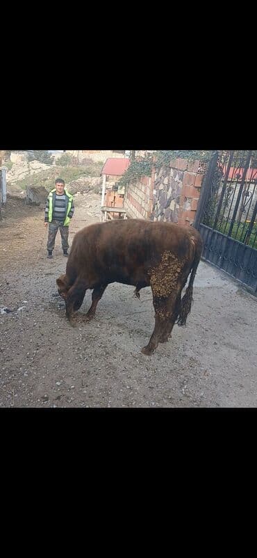 Qara-qəhvəyi rəngli erkək iri buynuzlu heyvan (mal) satılır. Bədən lalafo.az -da Qara-qəhvəyi rəngli erkək iri buynuzlu heyvan (mal) satılır. Bədən