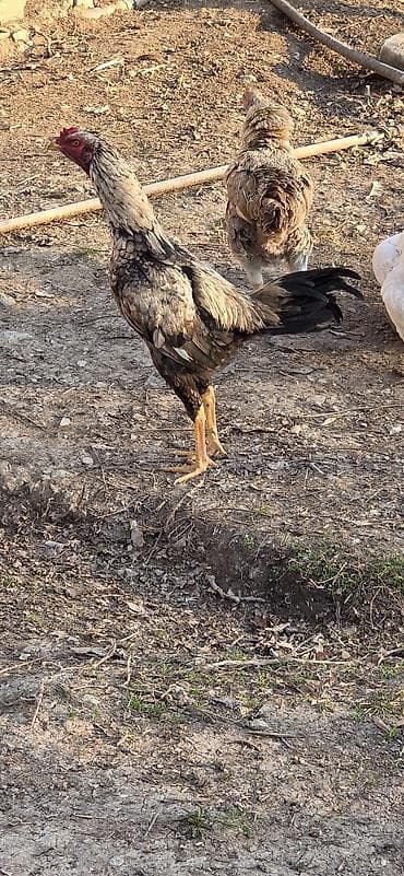 Cins: Uzunboyun yerli döyüş tipli xoruz Rəng: Qara-qəhvəyi qırçın at lalafo.az Cins: Uzunboyun yerli döyüş tipli xoruz Rəng: Qara-qəhvəyi qırçın