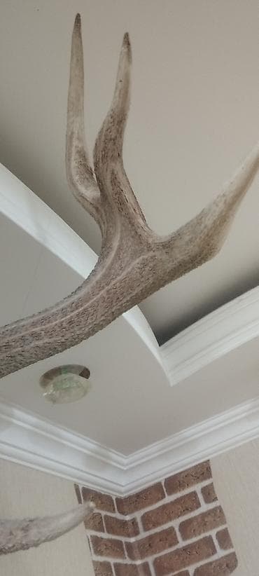 Təbii nəcib maral buynuzları lакlanmayıb, təbii vəziyyətdədir lalafo.az -da Təbii nəcib maral buynuzları lакlanmayıb, təbii vəziyyətdədir