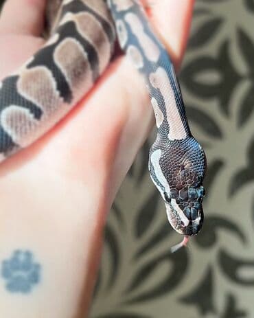 В продаже малыши - Королевских питонов В честь праздников, действует lalafo.az -da В продаже малыши - Королевских питонов В честь праздников, действует