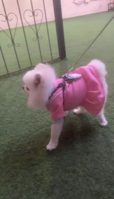 Şpitz, 10 ay, Dişi, Ünvandan götürmə lalafo.az -da Şpitz, 10 ay, Dişi, Ünvandan götürmə