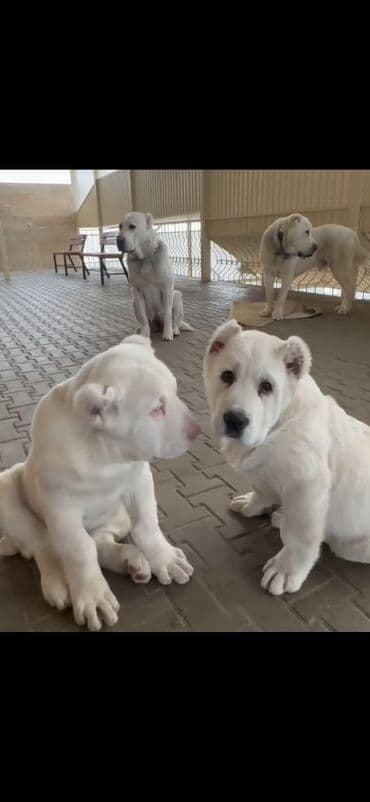 Alabay lalafo.az -da Alabay