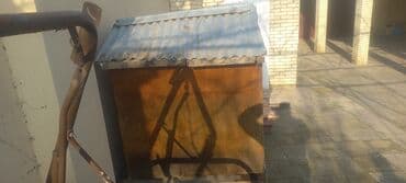 Рыбы: Iri it yuvasi at lalafo.az — 2 Рыбы: Iri it yuvasi — 2