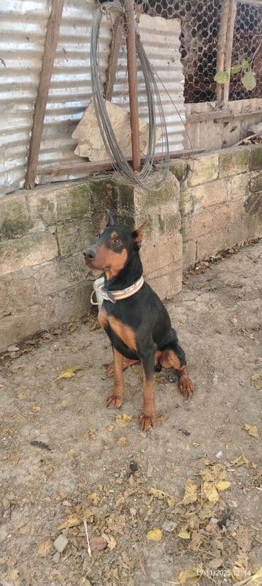 Doberman, 11 ay, Erkek, Peyvəndli lalafo.az -da Doberman, 11 ay, Erkek, Peyvəndli