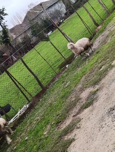 Erkək, il: 6, 18 kq, Ətlik, Ödənişli çatdırılma lalafo.az -da Erkək, il: 6, 18 kq, Ətlik, Ödənişli çatdırılma