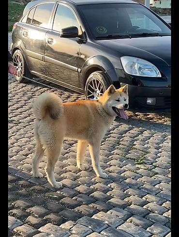 Akita-inu, 1 il, Erkek, Peyvəndli, Ünvandan götürmə lalafo.az -da Akita-inu, 1 il, Erkek, Peyvəndli, Ünvandan götürmə