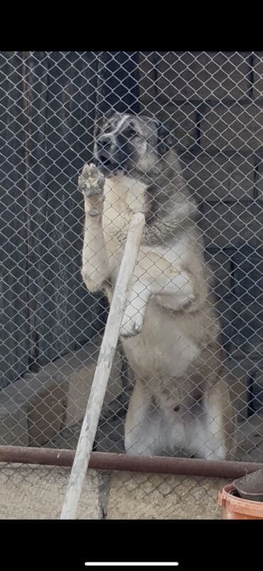 Alabay, 1 il, Erkek, Peyvəndli, Ünvandan götürmə lalafo.az -da Alabay, 1 il, Erkek, Peyvəndli, Ünvandan götürmə