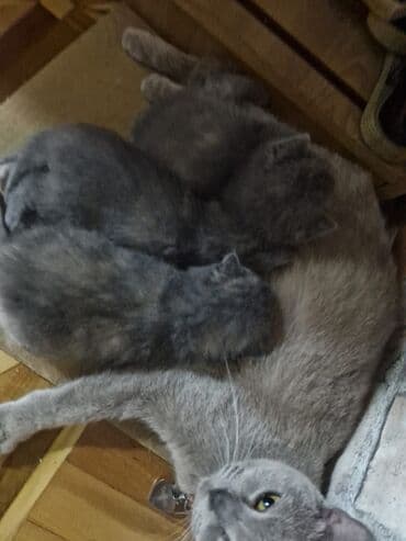 Britan, Dişi, Yaxşı əllərə, Pulsuz çatdırılma lalafo.az -da Britan, Dişi, Yaxşı əllərə, Pulsuz çatdırılma