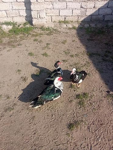 Erkək, | Lal ördək, Ətlik lalafo.az -da Erkək, | Lal ördək, Ətlik