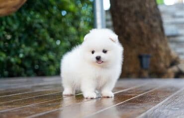 Şpitz, Peyvəndli, Ünvandan götürmə lalafo.az -da Şpitz, Peyvəndli, Ünvandan götürmə