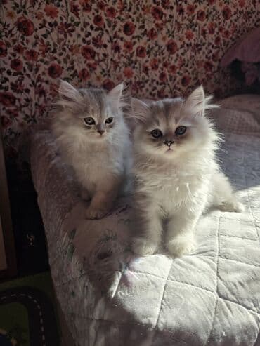 Şinşilla lalafo.az -da Şinşilla