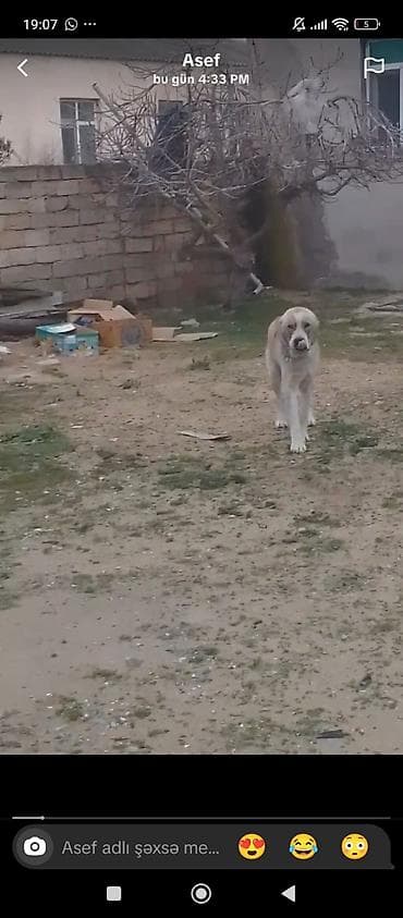 Alman çoban iti, 1 il, Dişi lalafo.az -da Alman çoban iti, 1 il, Dişi