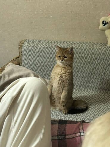 Dişi, Yaxşı əllərə, Ünvandan götürmə, Ödənişli çatdırılma, Pulsuz çatdırılma lalafo.az -da Dişi, Yaxşı əllərə, Ünvandan götürmə, Ödənişli çatdırılma, Pulsuz çatdırılma