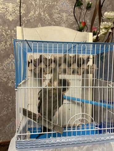 Növ: karella (papuqayı) – boz rəng çalarları, yanaqlarda narıncı lalafo.az -da Növ: karella (papuqayı) – boz rəng çalarları, yanaqlarda narıncı