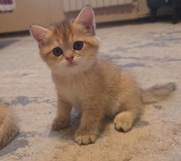 Чистокровные котята шиншилы. Полтора месяца. Игривые, ласковые и lalafo.az -da Чистокровные котята шиншилы. Полтора месяца. Игривые, ласковые и