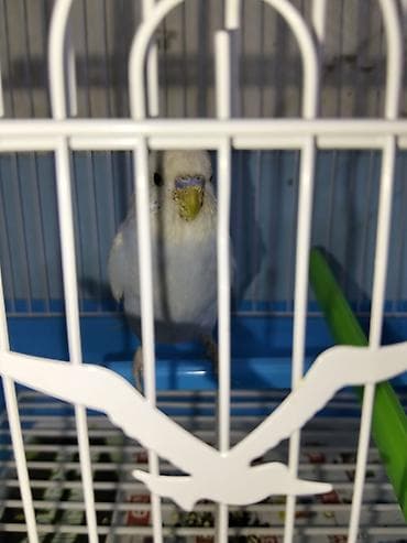 Salam guş salır 3 ayın guşudu kletkada üstündə verilir satılır cünki lalafo.az -da — 2 Salam guş salır 3 ayın guşudu kletkada üstündə verilir satılır cünki — 2