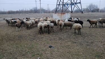 Qoyun sürüsü satılır - Növ: Yerli ətlik-yunlu qarışıq tipli qoyunlar lalafo.az -da Qoyun sürüsü satılır - Növ: Yerli ətlik-yunlu qarışıq tipli qoyunlar