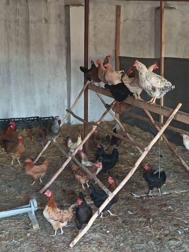 Salam, yumurtlayan toyuqlar 1 ədədi 13 manat, çolpalar 1 ədədi 6-8 lalafo.az -da Salam, yumurtlayan toyuqlar 1 ədədi 13 manat, çolpalar 1 ədədi 6-8