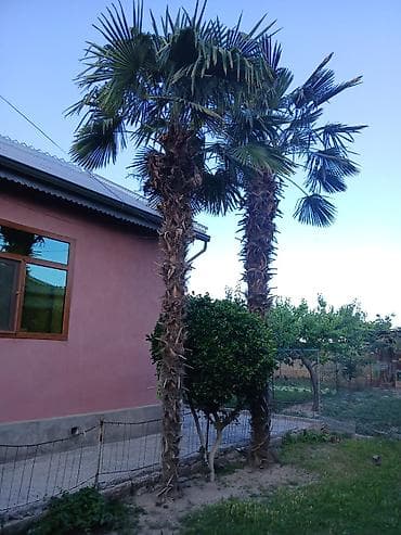 İki ədəd hündür palma ağacı. Geniş, yelpikvari yarpaqları və kobud lalafo.az -da İki ədəd hündür palma ağacı. Geniş, yelpikvari yarpaqları və kobud