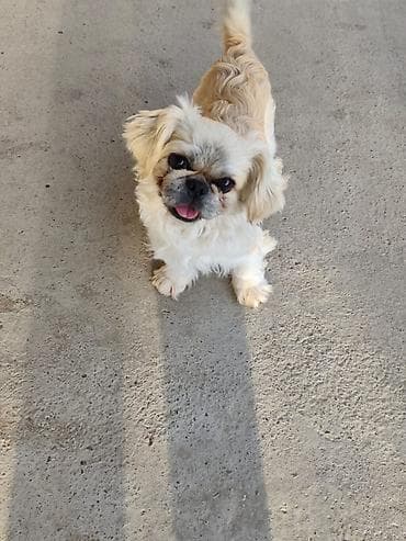 Pekines, Ünvandan götürmə lalafo.az -da Pekines, Ünvandan götürmə