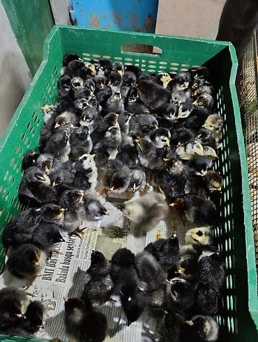 Sort cucelerin satisi 65-70 qepikden baslayir her nov satışda cuce lalafo.az -da — 4 Sort cucelerin satisi 65-70 qepikden baslayir her nov satışda cuce — 4