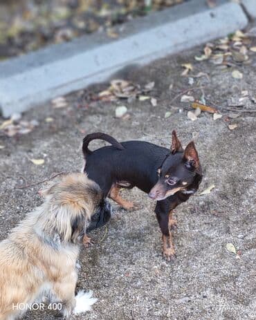 Salam Toy terier 200m cütleşdirilir (cütləşdirmək üçün) erkekdi2 yaşı lalafo.az -da Salam Toy terier 200m cütleşdirilir (cütləşdirmək üçün) erkekdi2 yaşı