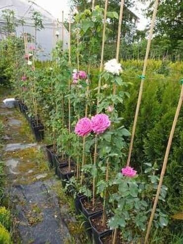 Xəstə baxıcısı, 42 il, 5 ildən artıq təcrübə lalafo.az -da Xəstə baxıcısı, 42 il, 5 ildən artıq təcrübə