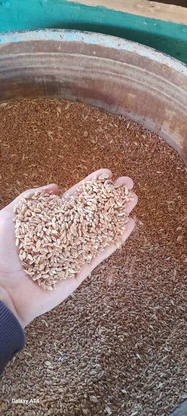 Temiz bugda satlir unvana catirma var. 48 q sumqayit-Baki catirlma lalafo.az -da Temiz bugda satlir unvana catirma var. 48 q sumqayit-Baki catirlma