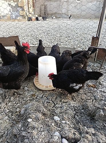 Toyuq, Yumurtalıq lalafo.az -da Toyuq, Yumurtalıq