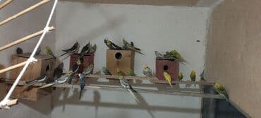 Məhsul: Ev quşları kolleksiyası – nimfa (cockatiel) və lalafo.az -da Məhsul: Ev quşları kolleksiyası – nimfa (cockatiel) və